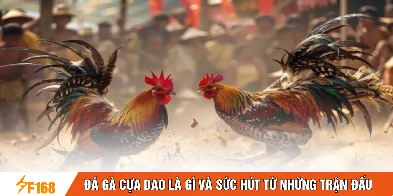 Đá gà cựa dao là gì và sức hút từ những trận đấu Đá gà cựa dao là gì và sức hút từ những trận đấu