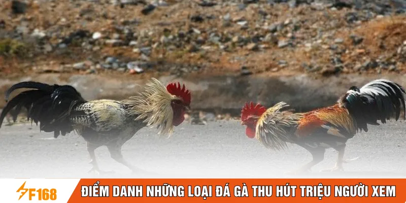 Điểm danh những loại đá gà thu hút triệu người xem Điểm danh những loại đá gà thu hút triệu người xem